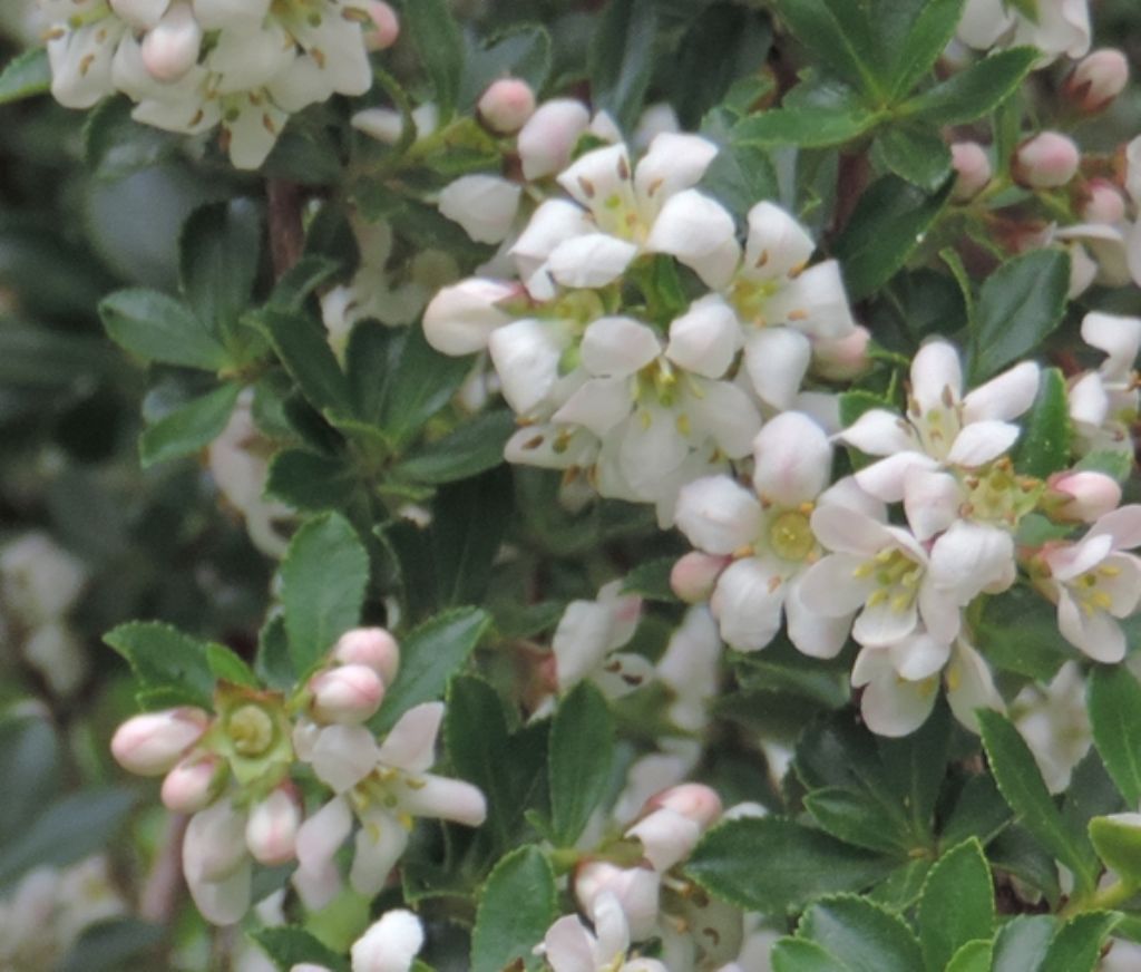 Cespuglio a fiori bianchi